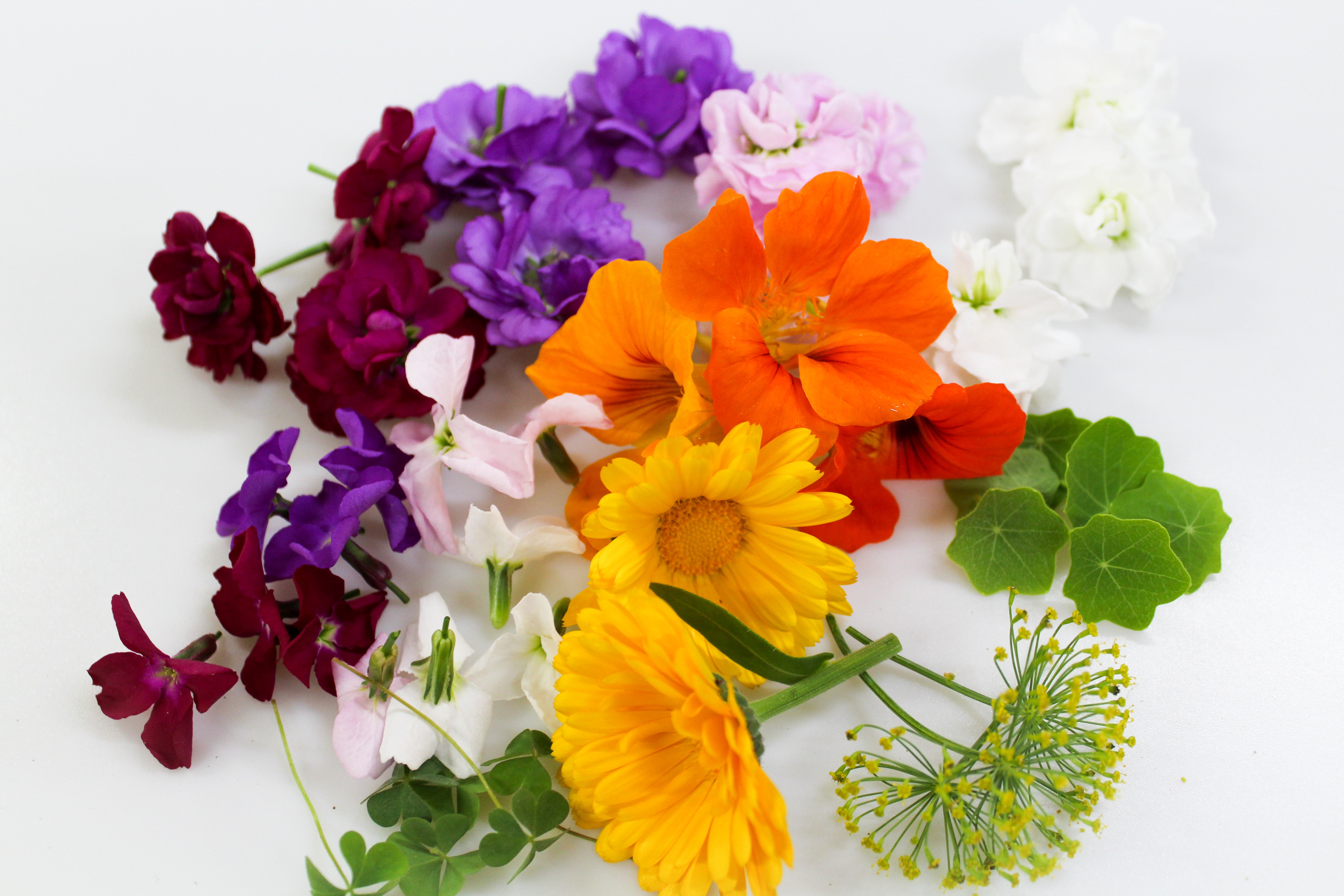 エディブルフラワー – インスフィアショップ