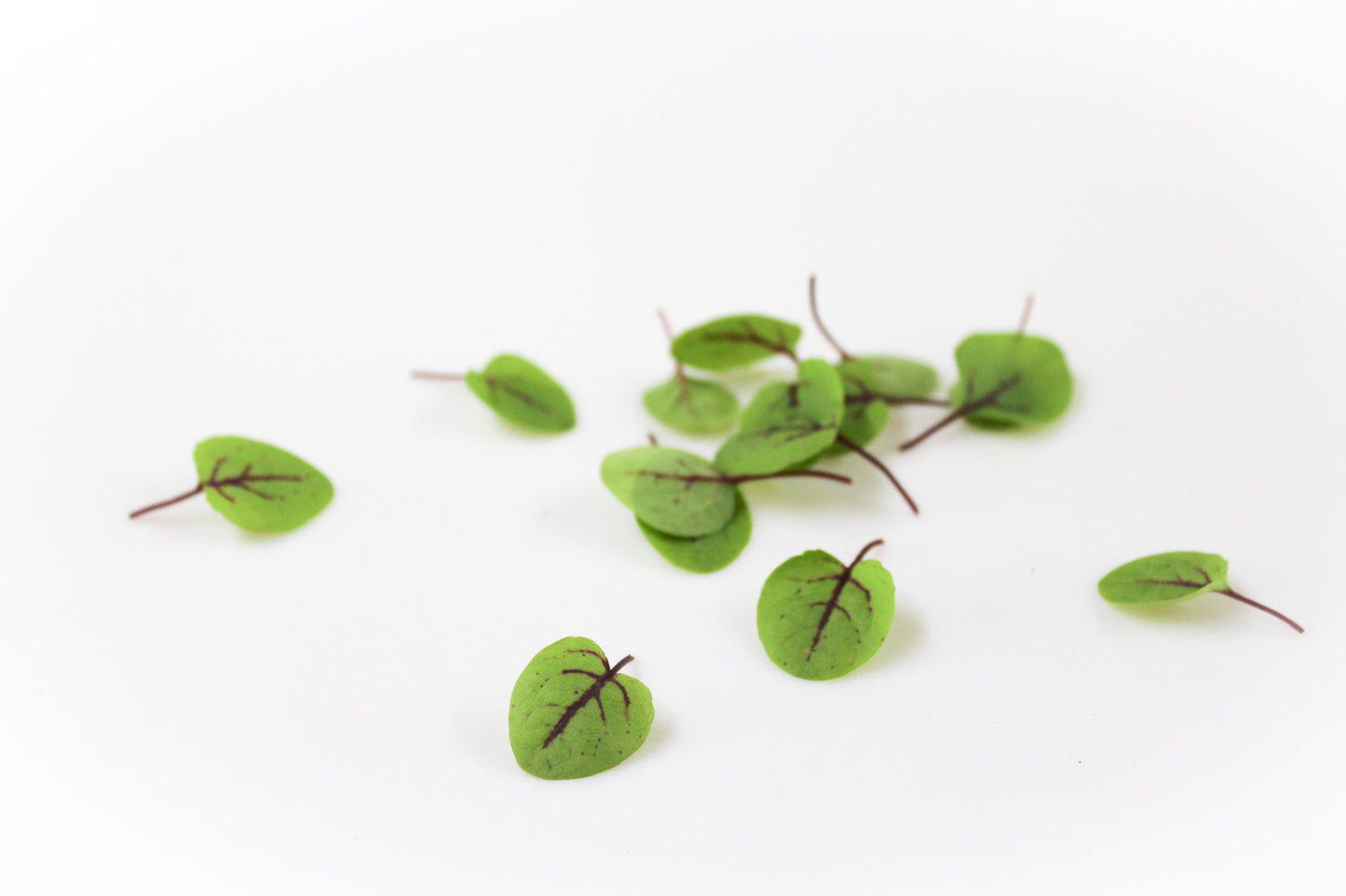 マイクロリーフ・レッドオゼイユ