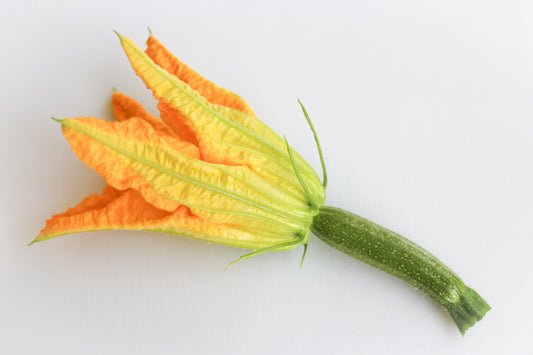 花ズッキーニ (ライムグリーン)